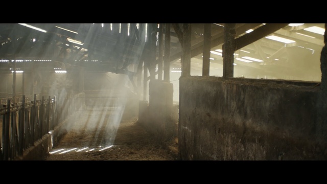 Video Reference: light, sunlight, morning, tree, darkness, water, smoke, sky, Person