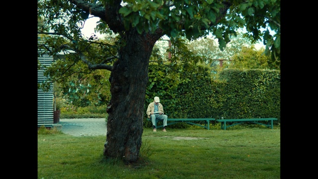 Video Reference: Tree, Nature, Woody plant, Plant, Grass, Lawn, Trunk, Branch, Park, Woodland