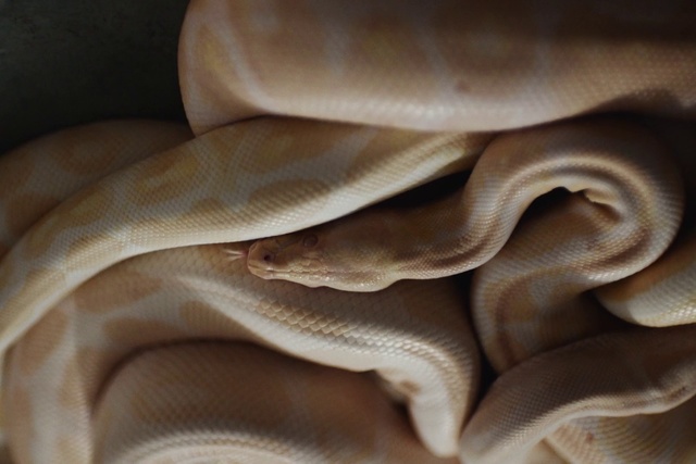 Video Reference: Beige, Silk