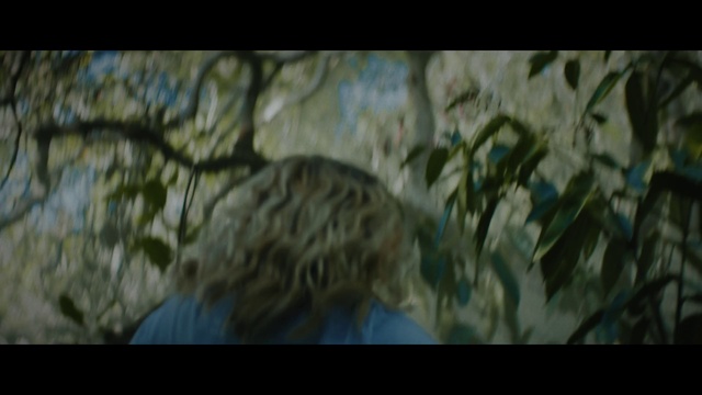Video Reference: Nature, Wildlife, Felidae, Big cats, Natural environment, Organism, Tree, Leopard, Snow leopard, Leaf