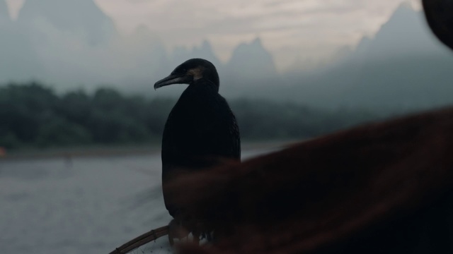 Video Reference: Bird, Beak, Morning, Sky, Photography, Seabird, Wildlife, Crow-like bird, Crow, Wing