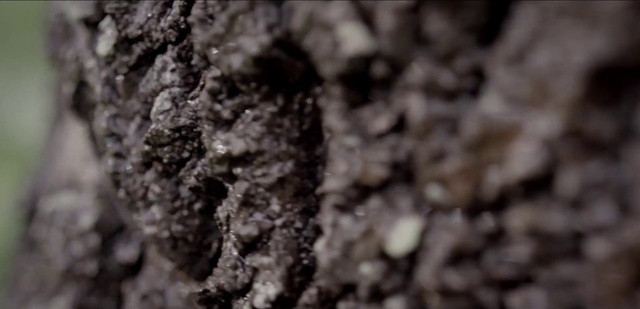 Video Reference: Nature, Soil, Trunk, Tree, Close-up, Photography, Organism, Plant, Rock, Formation
