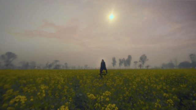 Video Reference: field, yellow, canola, sky, rapeseed, mustard plant, meadow, atmosphere, grassland, morning