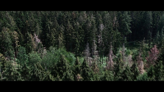 Video Reference: Nature, Tree, Vegetation, Forest, Natural environment, Biome, Green, Tropical and subtropical coniferous forests, Leaf, Plant