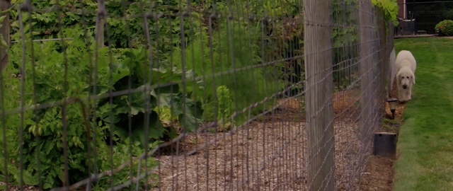 Video Reference: grass, plant, tree, fence, outdoor structure, garden, grass family, wood, home fencing, landscape, Person
