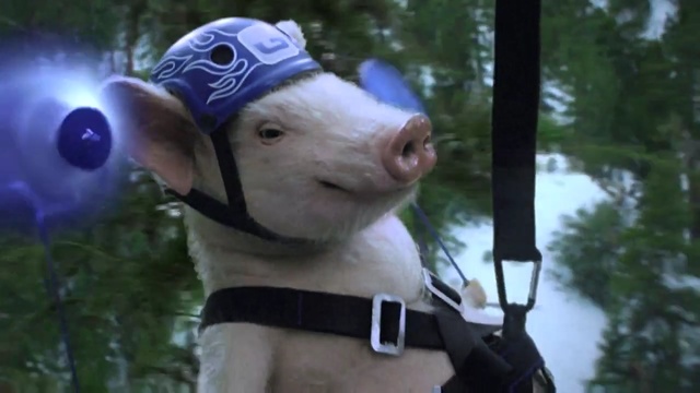 Video Reference: mammal, vertebrate, pig like mammal, snout, pig, livestock, domestic pig