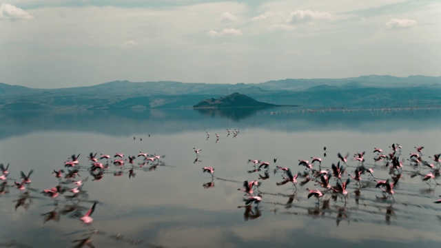 Video Reference: Flamingo, Water bird, Sky, Ecoregion, Bird, Bird migration, Landscape, Ocean, Sea, Cloud