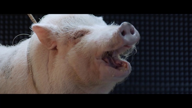 Video Reference: Mammal, Vertebrate, Domestic pig, Nose, Snout, Suidae, Head, Mouth, Close-up, Ear