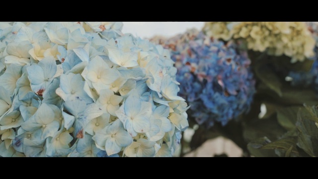 Video Reference: blue, flower, hydrangea, hydrangeaceae, petal, floristry, flower arranging, plant, cornales, floral design, Person
