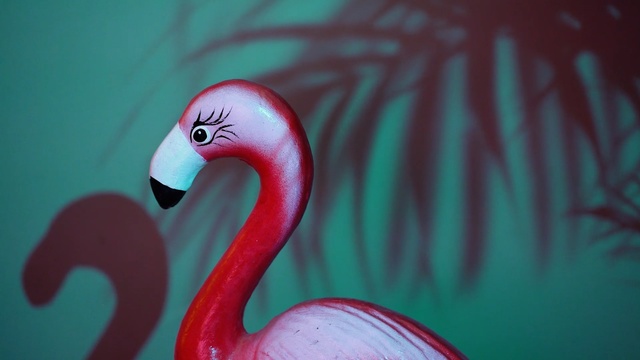 Video Reference: flamingo, red, pink, water bird, beak, close up, bird, macro photography, computer wallpaper, Person