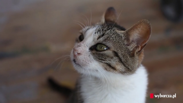 Video Reference: Cat, Mammal, Vertebrate, Small to medium-sized cats, Whiskers, Felidae, Aegean cat, Carnivore, American wirehair, Domestic short-haired cat