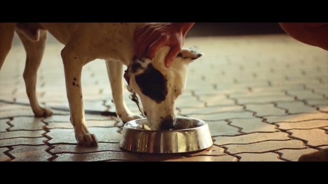 Video Reference: Canidae, Dog, Human, Carnivore, Leg, Sporting Group, Fawn, Non-Sporting Group, Dog breed, Photo caption