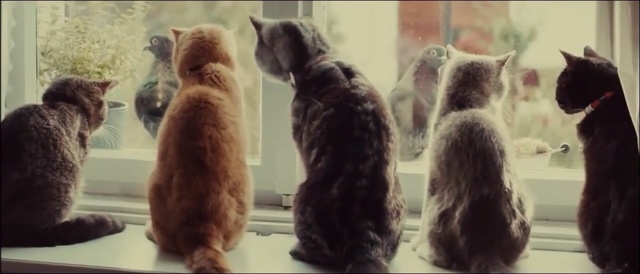 Video Reference: dog, pet, cat, domestic, fur, canine, Person