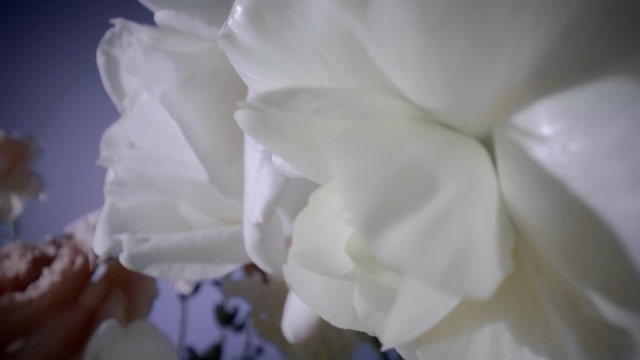 Video Reference: Flower, Plant, Petal, Herbaceous plant, Rose family, Flowering plant, Rose order, Close-up, Cut flowers, Garden roses