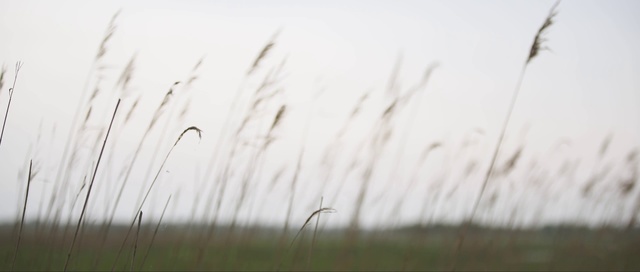 Video Reference: Grass, Atmospheric phenomenon, Natural environment, Phragmites, Grass family, Grassland, Plant, Wind, Ecoregion, Prairie