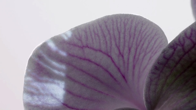 Video Reference: Petal, Purple, Flower, Violet, Pink, Lilac, Plant, Close-up, Sweet pea, Flowering plant