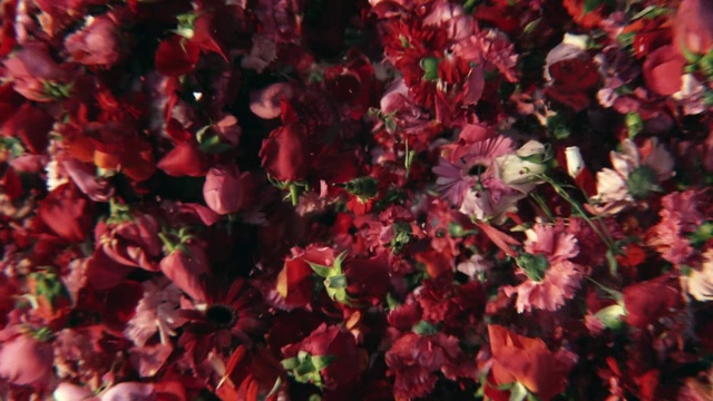 Video Reference: Flower, Plant, Petal, Pink, Groundcover, Magenta, Deciduous, Grass, Flowering plant, Shrub
