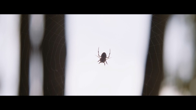 Video Reference: invertebrate, insect, macro photography, close up, arthropod, membrane winged insect, pest, arachnid, spider