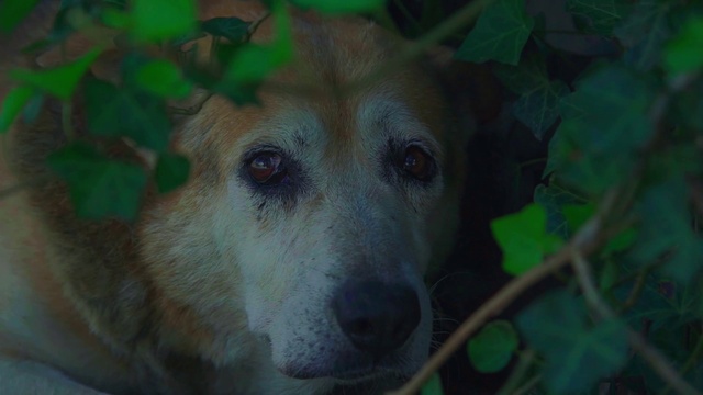 Video Reference: Vertebrate, Mammal, Canidae, Dog, Dog breed, Green, Snout, Nose, Carnivore, Eye