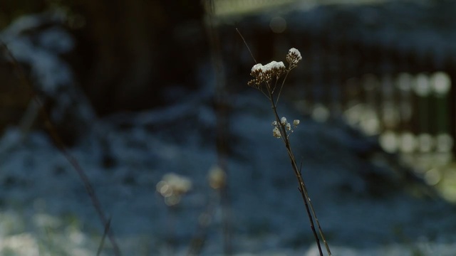 Video Reference: Grass, Plant, Winter, Grass, Sky, Flower, Twig, Photography, Plant stem, Cloud
