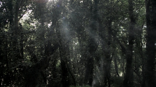 Video Reference: Tree, Forest, Natural environment, Nature, Old-growth forest, Black, Atmospheric phenomenon, Vegetation, Tropical and subtropical coniferous forests, Woodland, Person