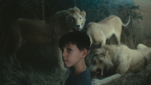 Video Reference: Lion, Felidae, Skin, Wildlife, Zoo, Big cats, Child, Adaptation, Carnivore, Fawn