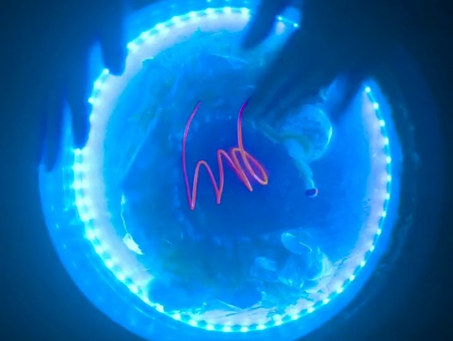 Video Reference: Blue, Light, Electric blue, Lighting, Azure, Organism, Neon, Neon sign, Circle, Graphics