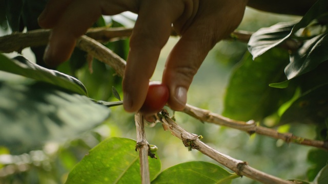 Video Reference: Leaf, Plant, Botany, Tree, Flower, Branch, Organism, Fruit tree, Hand, Plant stem
