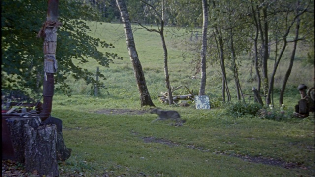 Video Reference: Woodland, Nature, Natural environment, Forest, Tree, Natural landscape, Nature reserve, Wilderness, Biome, Grove