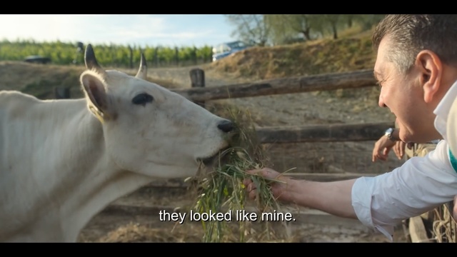 Video Reference: Mammal, Vertebrate, Bovine, Nose, Snout, Adaptation, Photo caption, Pasture, Cow-goat family, Wildlife