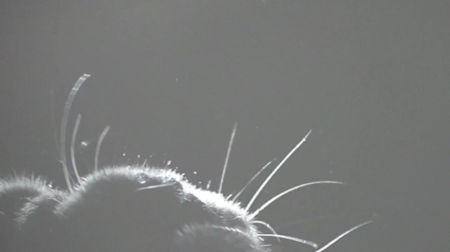 Video Reference: Whiskers, Close-up, Organism, Grass, Black-and-white, Photography, Macro photography, Feather, Plant, Fur