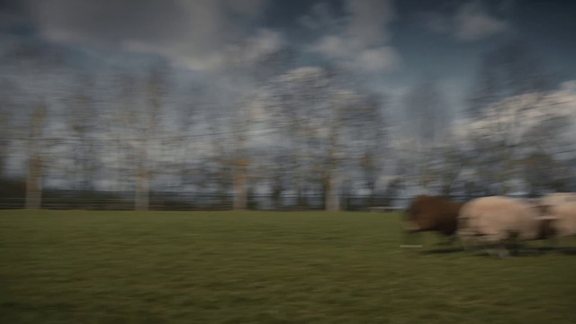 Video Reference: Pasture, Grassland, Atmospheric phenomenon, Sky, Natural environment, Grazing, Herd, Grass, Bovine, Meadow, Outdoor, Field, Green, Building, Soccer, Grassy, Man, Large, Sheep, Cloudy, Red, Standing, Riding, White, Horse, Jumping, Air, Flying, Dog, Blue, City, Playing, Street, Frisbee, Group