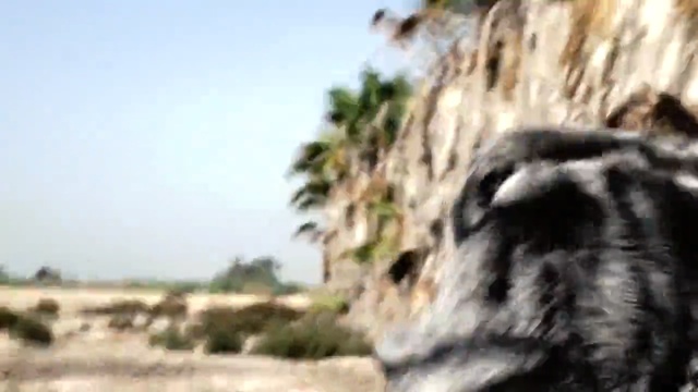 Video Reference: tree, wildlife, sky, grass