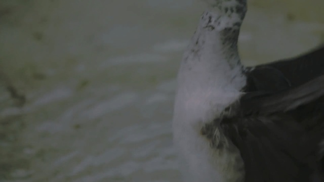 Video Reference: beak, bird, fauna, seabird, pigeons and doves, water bird, water, wing