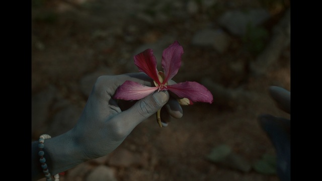 Video Reference: Petal, Pink, Flower, Plant, Botany, Leaf, Spring, Adaptation, Organism, Flowering plant