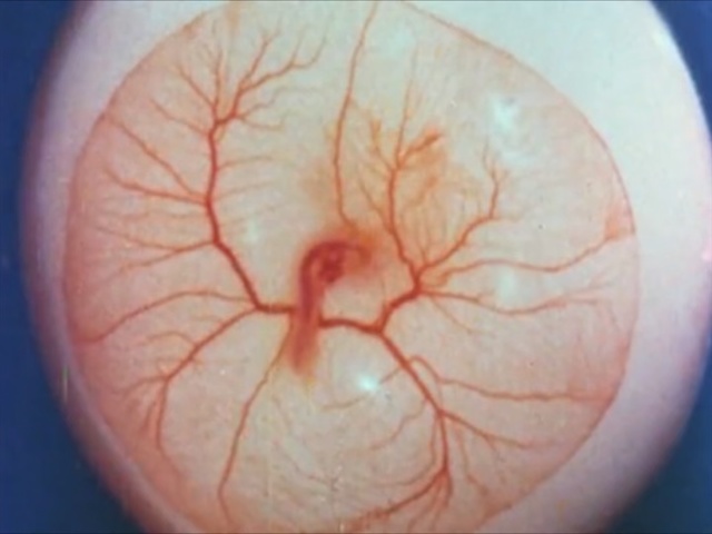 Video Reference: close up, forehead, cheek, ear, mouth, organism, organ, lip, flesh, jaw