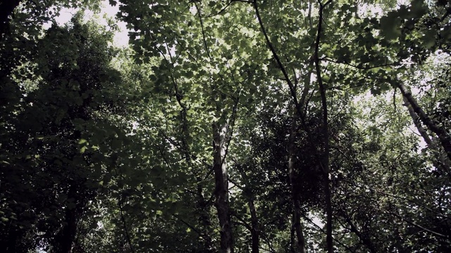 Video Reference: Tree, Forest, Nature, Natural environment, Vegetation, Tropical and subtropical coniferous forests, Jungle, Old-growth forest, Woody plant, Leaf