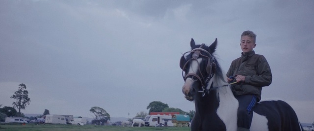 Video Reference: Horse, Bridle, Halter, Sky, Stallion, Mare, Rein, Mane, Horse tack, Pack animal, Person