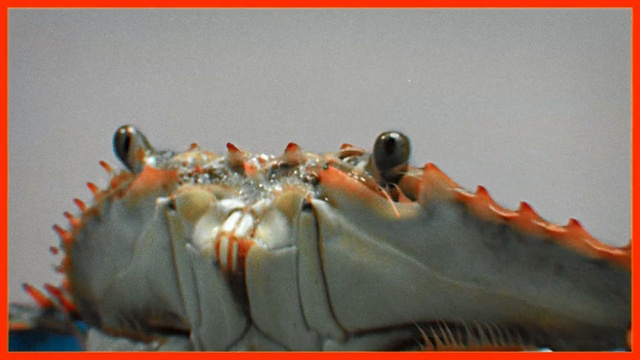 Video Reference: Jaw, Organism, Footwear, Shoe, Person