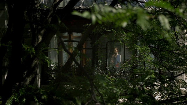 Video Reference: vegetation, tree, jungle, plant, leaf, rainforest, forest, flora, lighting, darkness