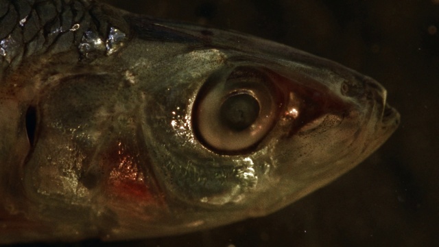 Video Reference: Fish, Fish, Eye, Mouth, Close-up