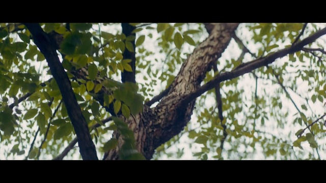 Video Reference: tree, branch, fauna, leaf, vertebrate, flora, wildlife, woodland, sunlight, trunk
