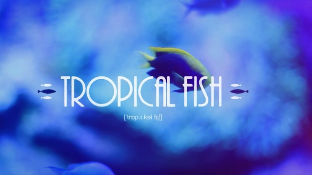 Video Reference: blue, sky, violet, close up, atmosphere, computer wallpaper, petal, font, organism, macro photography