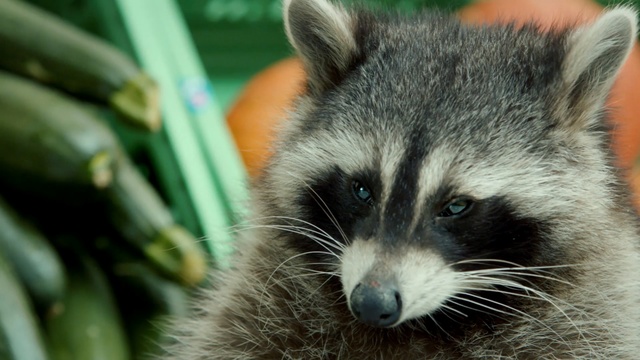 Video Reference: raccoon, procyonidae, fauna, mammal, procyon, whiskers, viverridae, wildlife, snout, close up, Person