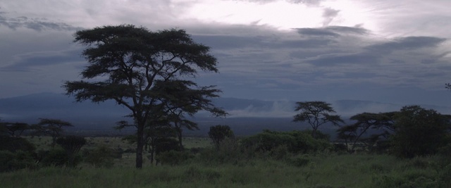 Video Reference: Nature, Tree, Atmospheric phenomenon, Sky, Vegetation, Savanna, Natural landscape, Morning, Wilderness, Biome