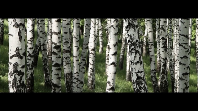 Video Reference: tree, woody plant, nature, birch, grove, plant, trunk, ecosystem, woodland, forest, Person