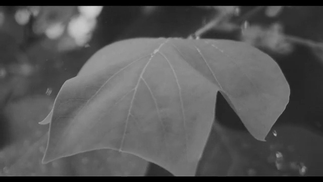 Video Reference: leaf, white, black and white, black, monochrome photography, nature, flora, plant, photography, close up