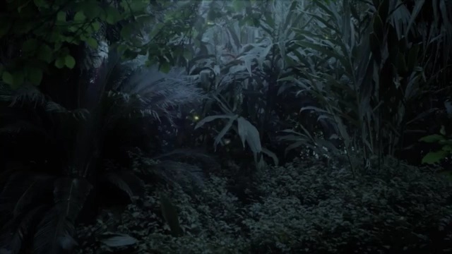 Video Reference: Vegetation, Nature, Jungle, Forest, Natural environment, Black, Old-growth forest, Woodland, Rainforest, Tree