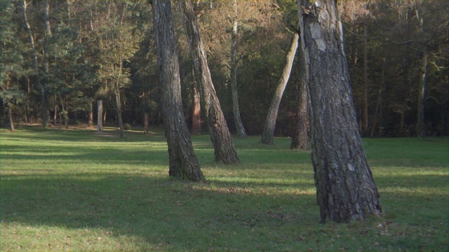 Video Reference: Tree, Grove, Trunk, Natural landscape, Woody plant, Grass, Plant, Woodland, Park, Lawn, Person, Outdoor, Field, Green, Frisbee, Grassy, Man, Throwing, Standing, Playing, Large, Area, Young, Game, Red, White, Catch, Walking, Flying, Air, Woman, People, Group, Lush