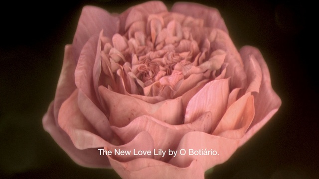 Video Reference: Petal, Pink, Flower, Plant, Rose, Hand, Rose family, Garden roses, Peony, Flowering plant